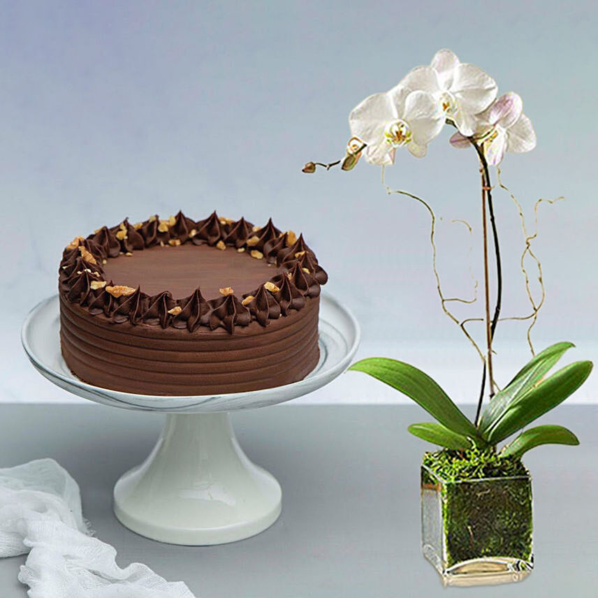 Walnut Chocolate Cake With White Orchid Plant