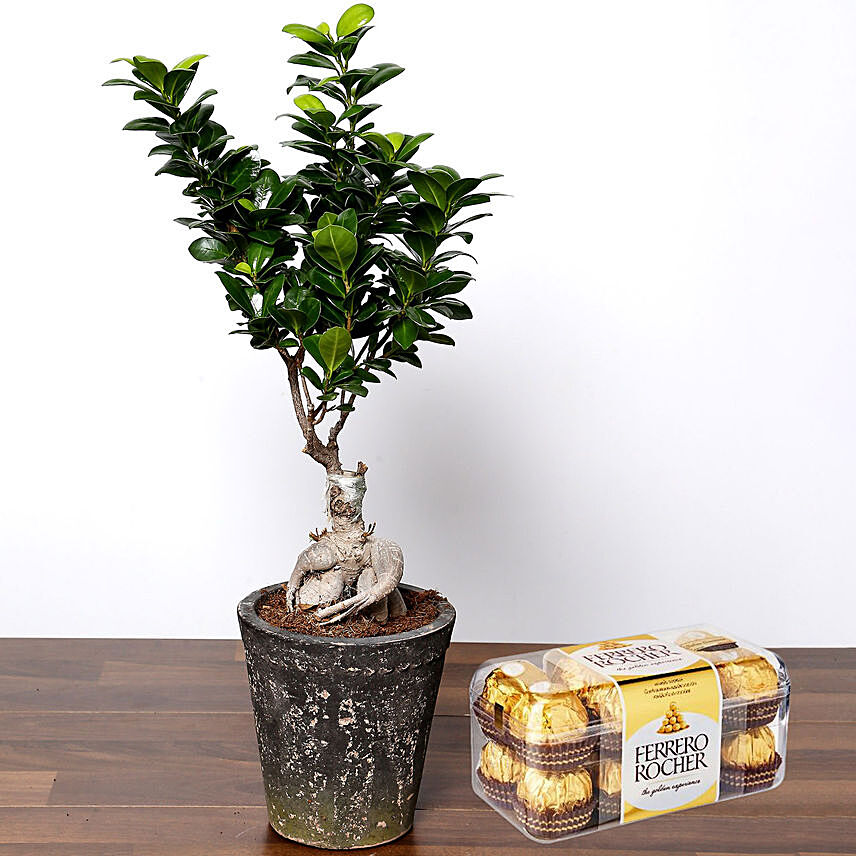 Ficus Bonsai Plant with Ferrero Rocher