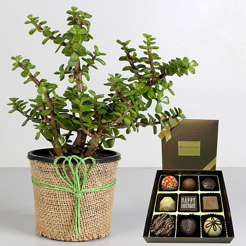 Jade Plant with Happy Birthday Chocolate
