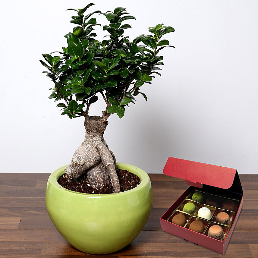 Bonsai Plant with No Sugar Chocolate