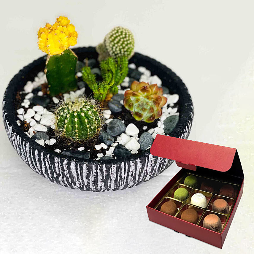 Cactus Echeveria with No Sugar Chocolate