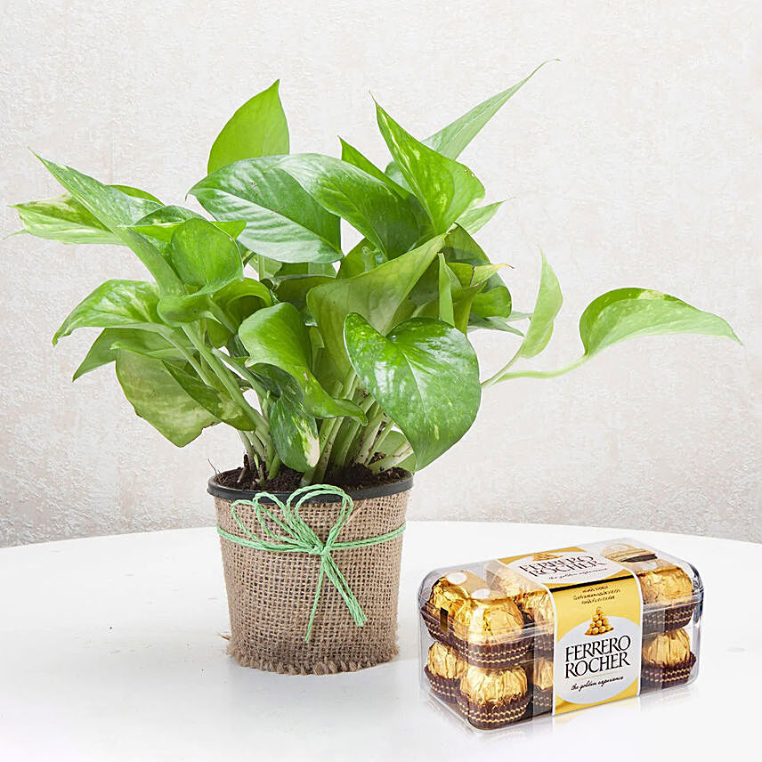 Green Money Plant with Ferrero Rocher