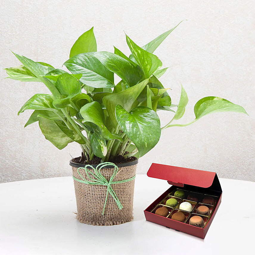 Green Money Plant with No Sugar Chocolate