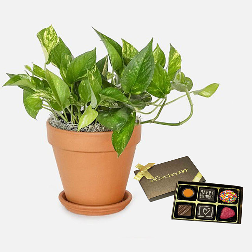 Golden Pothos with Artistic Birthday Plant