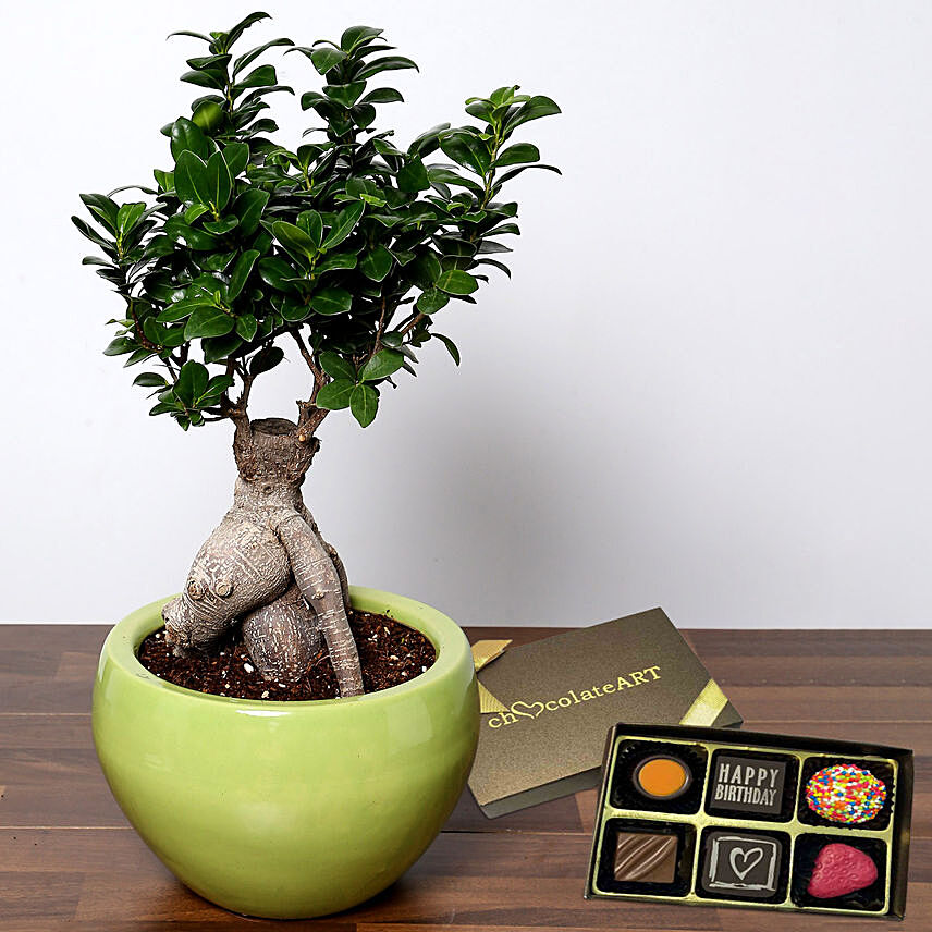 Attractive Bonsai Plant with Artistic Birthday Chocolate