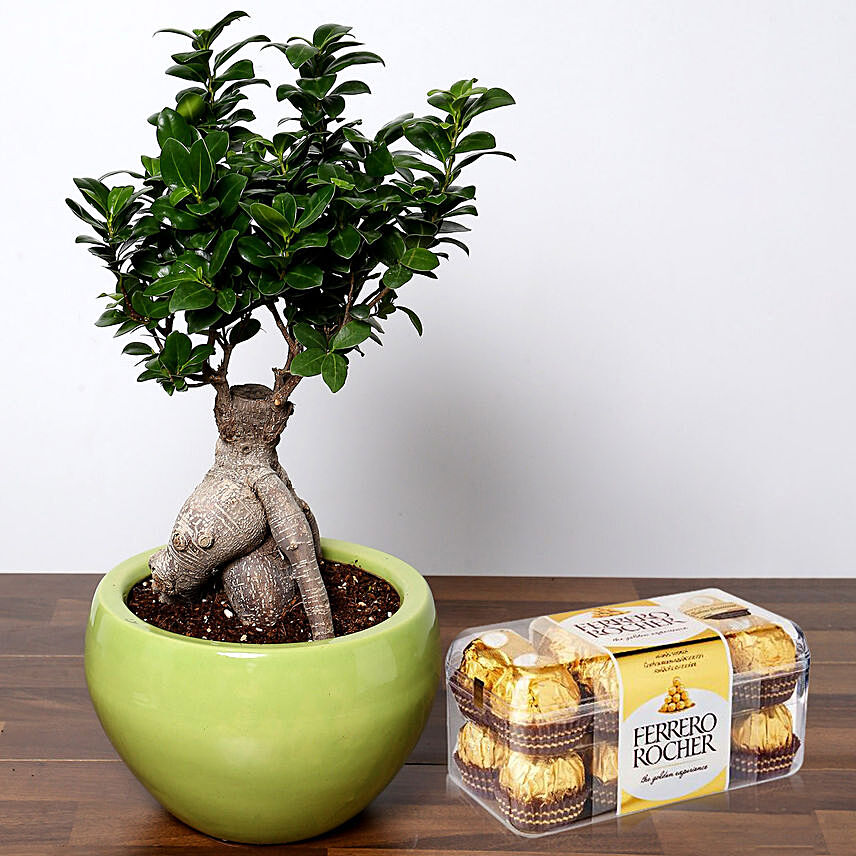 Attractive Bonsai Plant with Ferrero Rocher
