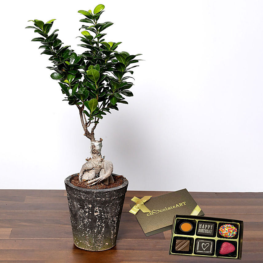 Ficus Bonsai Plant with Artistic Birthday Chocolate
