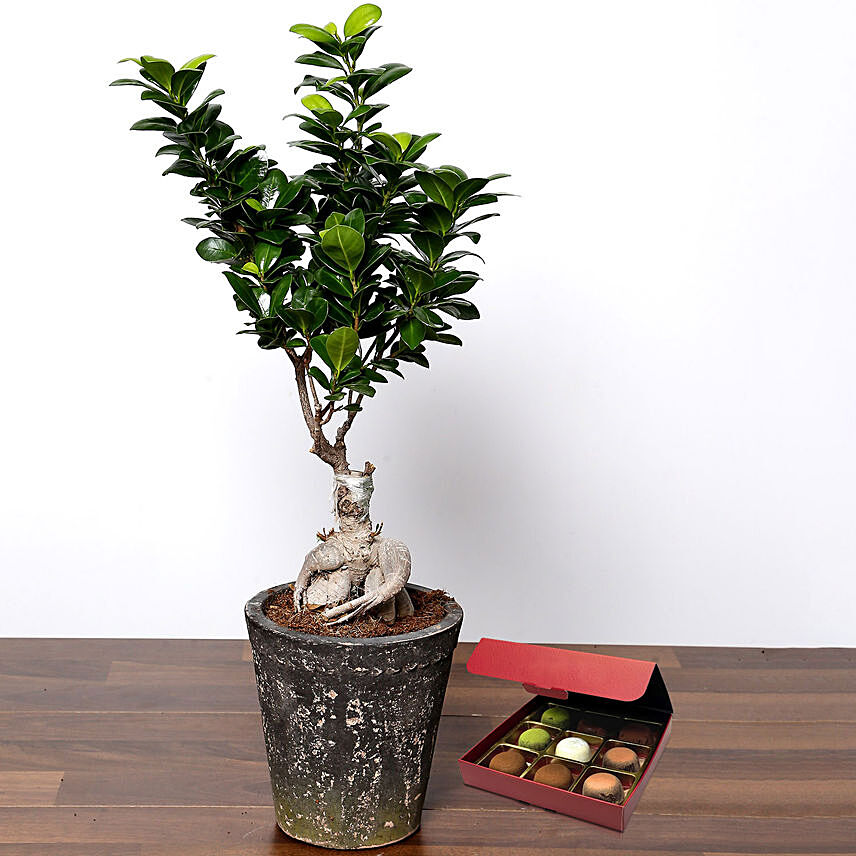 Ficus Bonsai Plant with No Sugar Chocolate