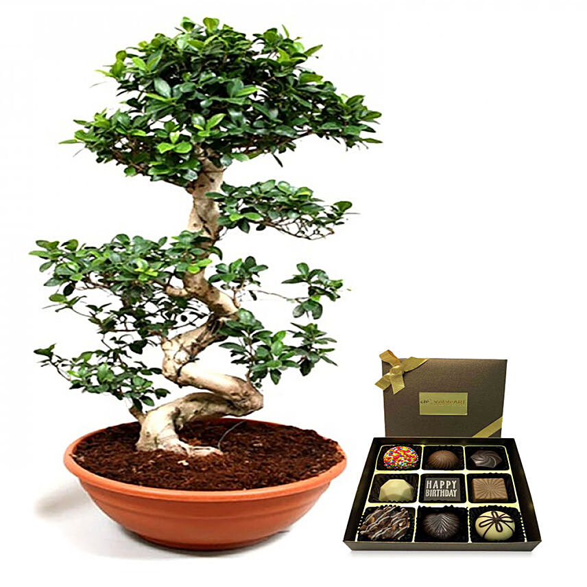 Lovely Bonsai Plant with Happy Birthday Chocolate
