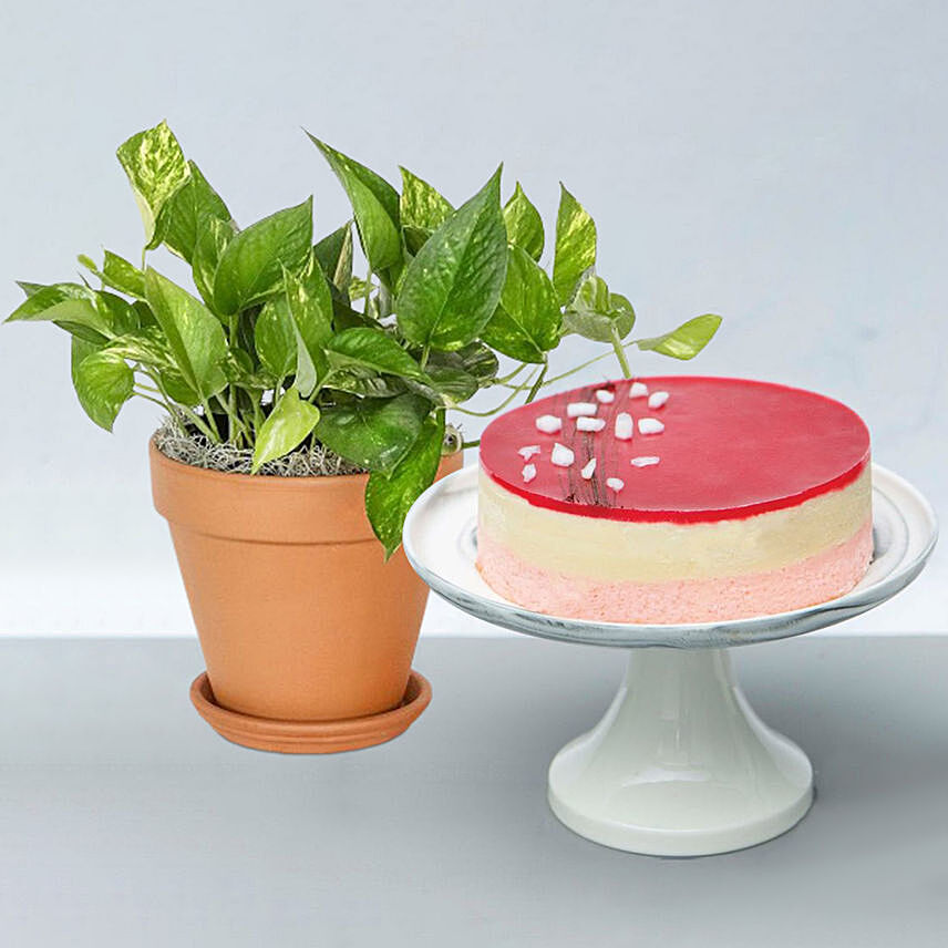 Golden Pothos with Lychee Cake