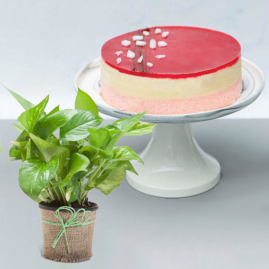 Green Money Plant with Lychee Cake