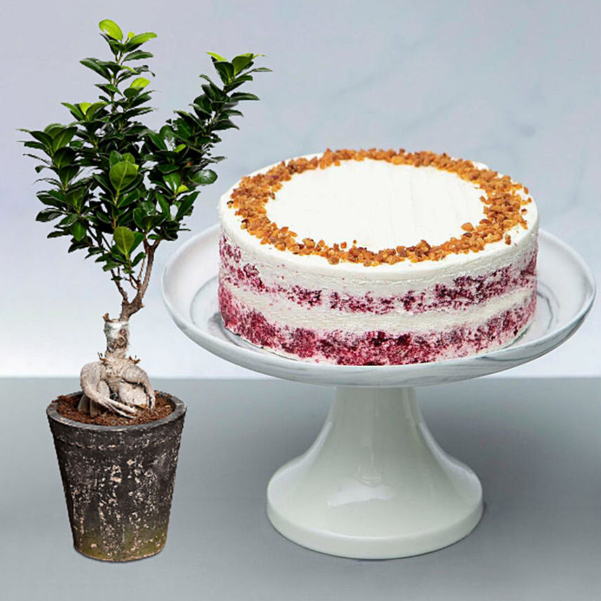 Peanut Butter Cake with Ficus Bonsai Plant
