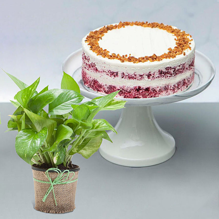 Peanut Butter Cake With Green Money Plant