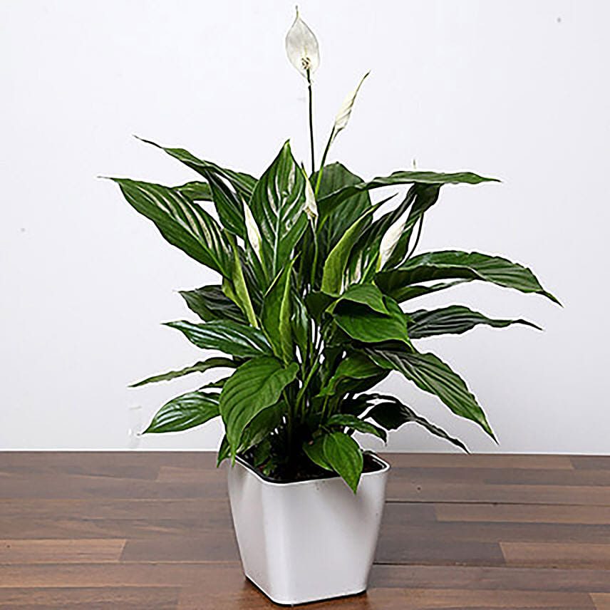 Peace Lily Plant In White Pot