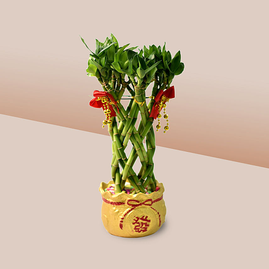 Lucky Bamboo In Chinese New Year Theme Pot