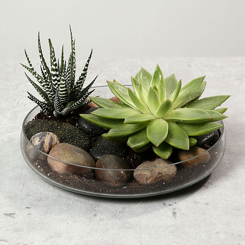 Green Echeveria and Haworthia with Natural Stones