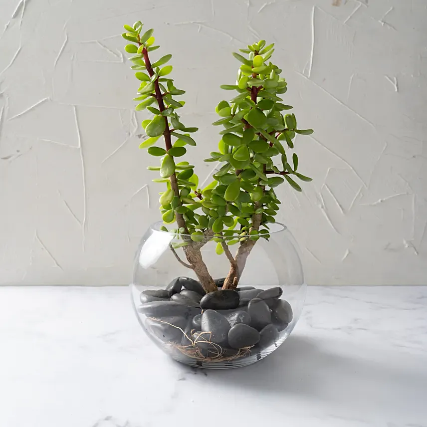  jade plant gift ideas