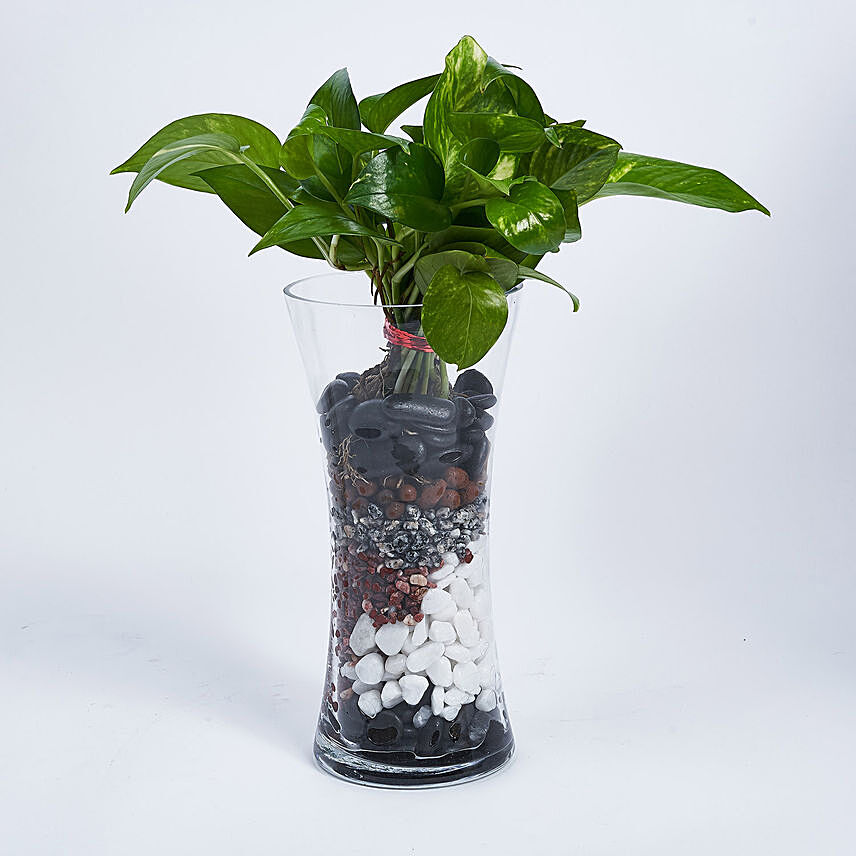 Money Plant In Tall Vase