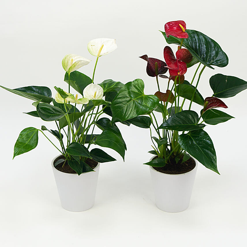 Red And White Anthurium Plants Combo