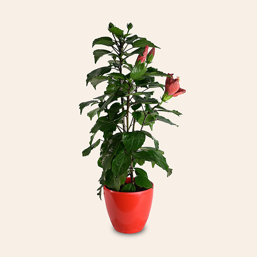 Hibiscus Plant