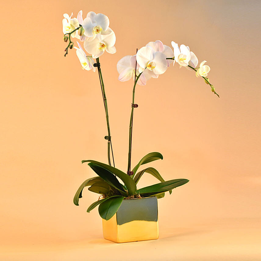 White Orchids Plant Square Vase