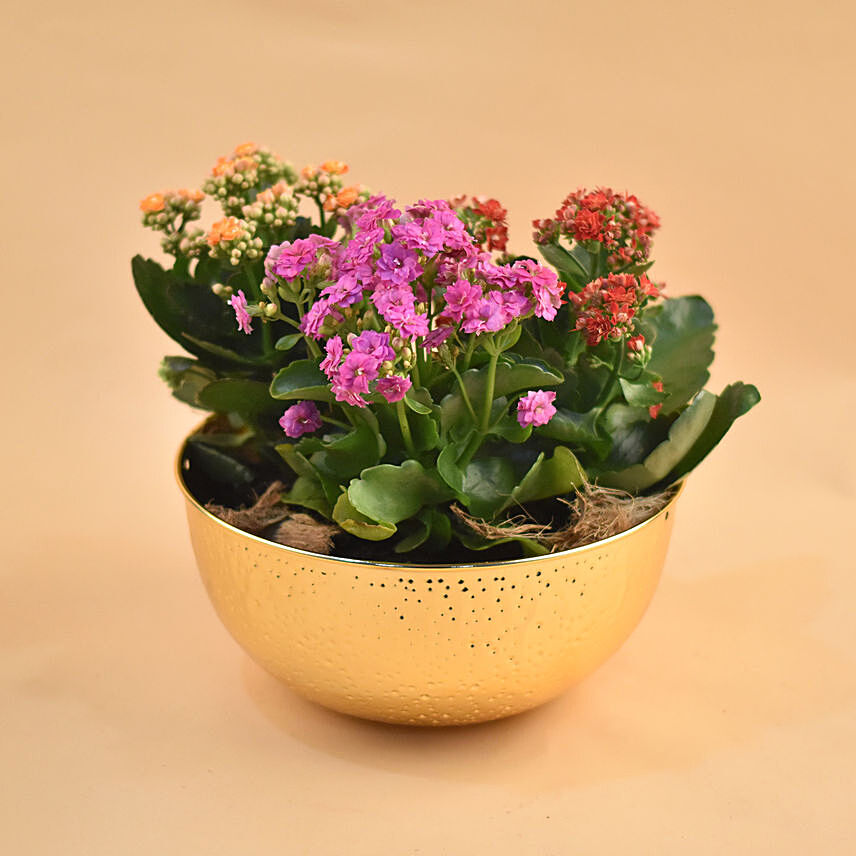 Colourful Kalanchoe Plants Pot