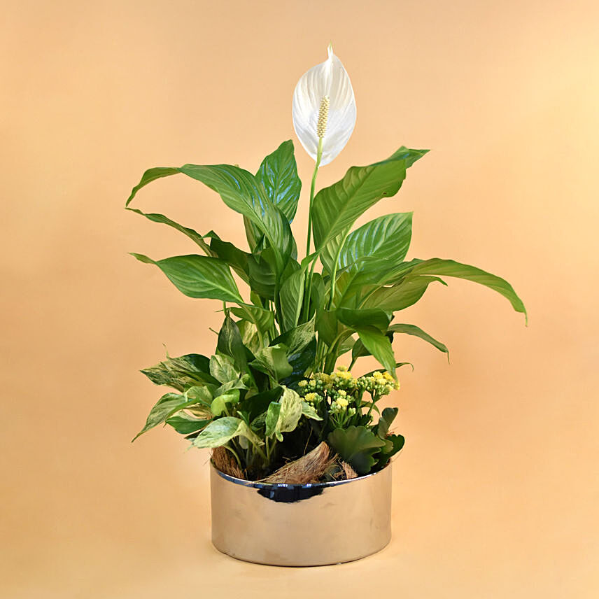 Indoor Plant gift ideas