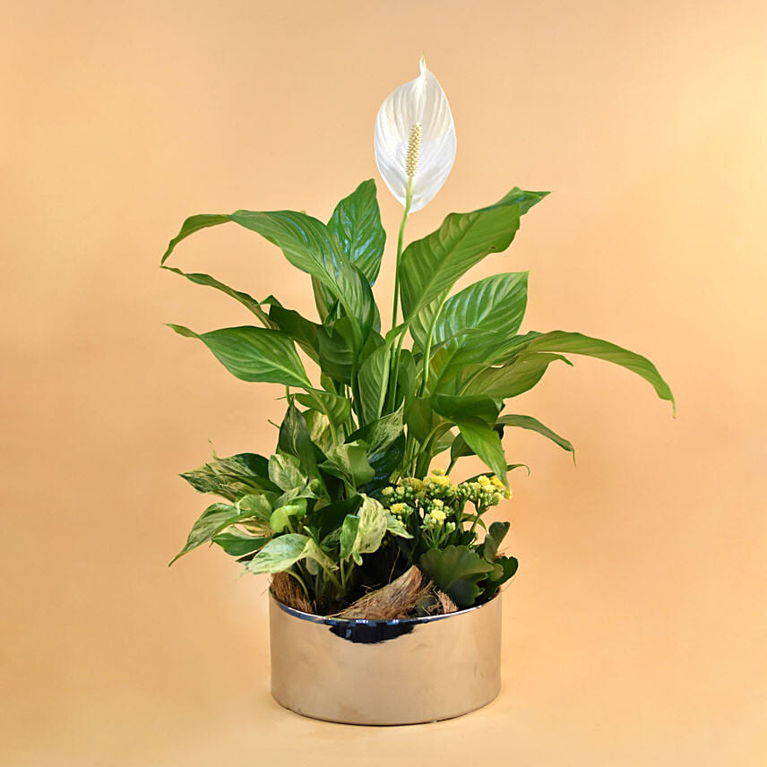 Green Flowering Plants In Silver Vase