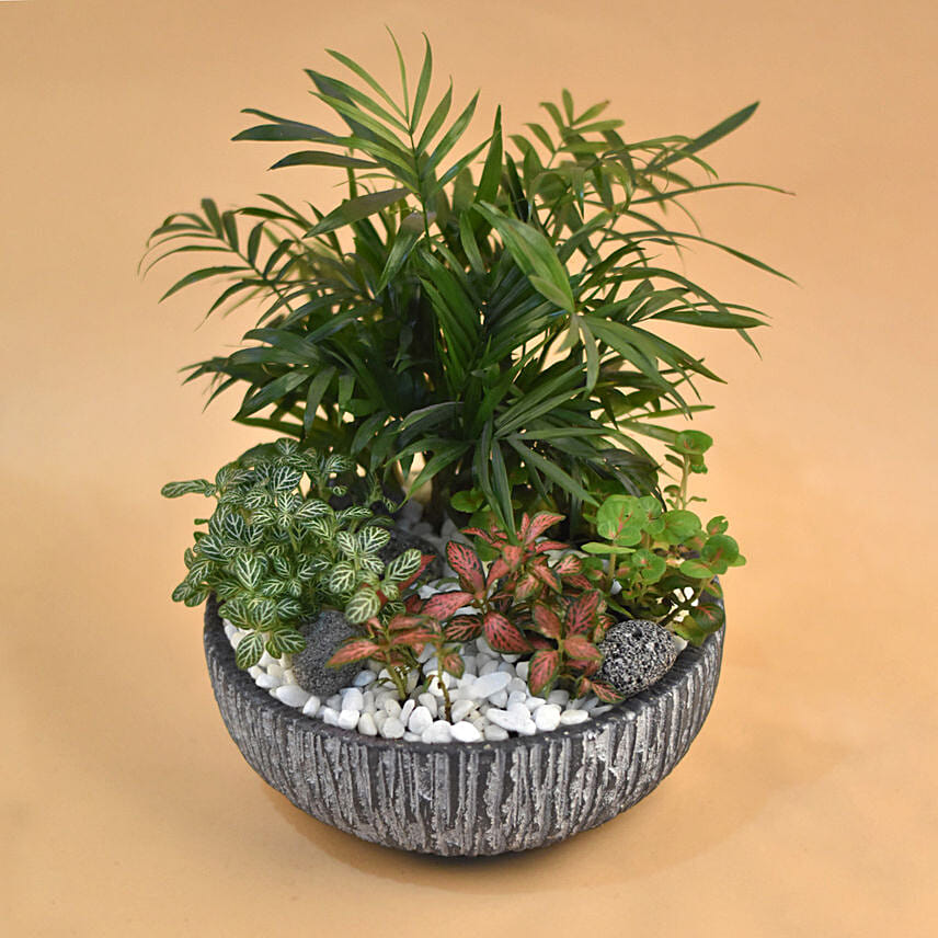 Refreshing Plants Pot