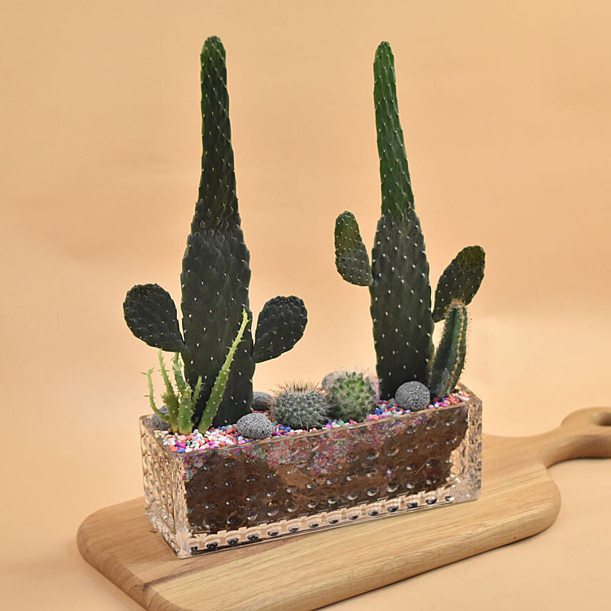 Succulents Rectangular Terrarium