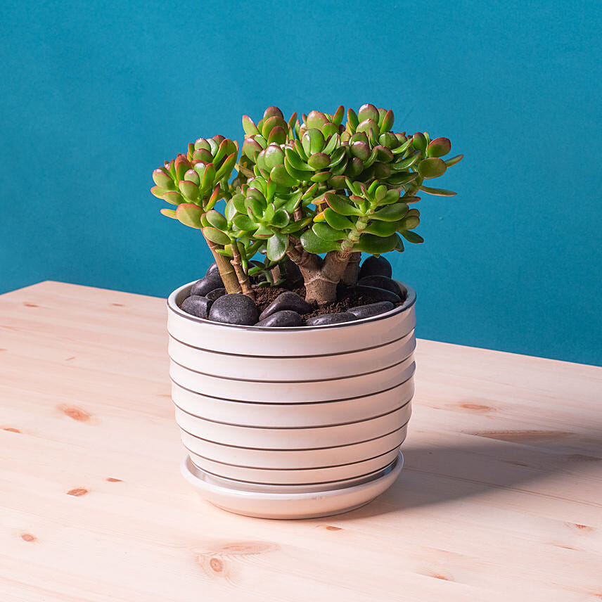 Mini Succulant Plant in Designer Round Vase