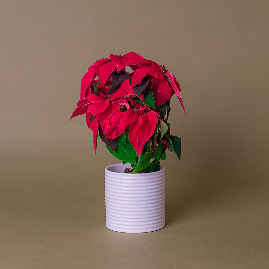 Red Poinsettia Designer Plant Pot
