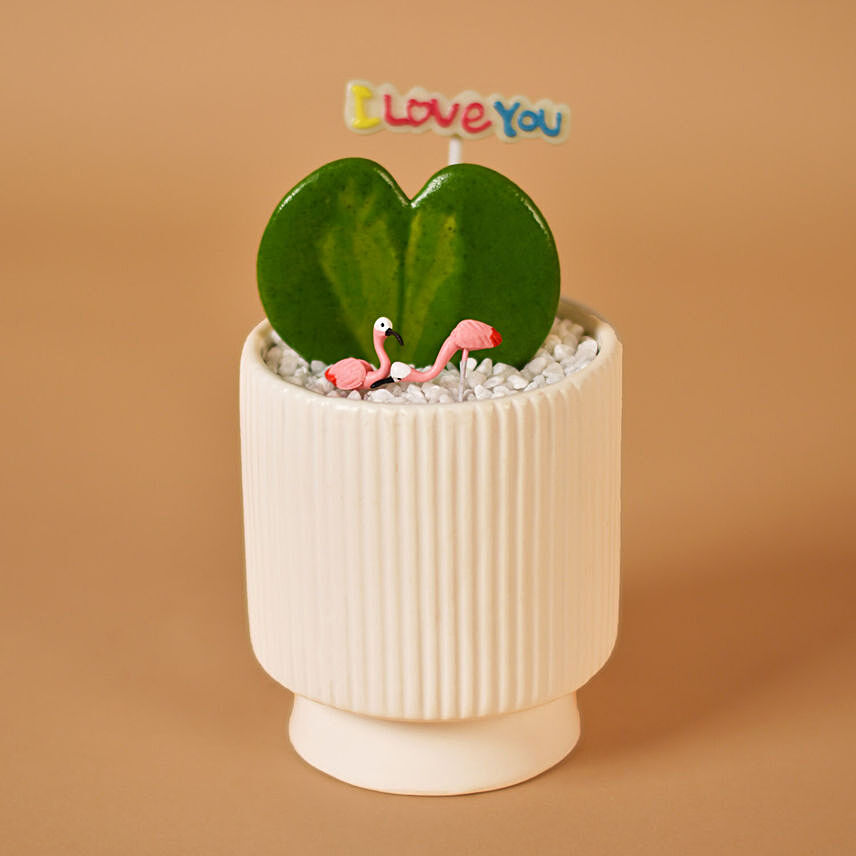 Hoya Plant for Valentine