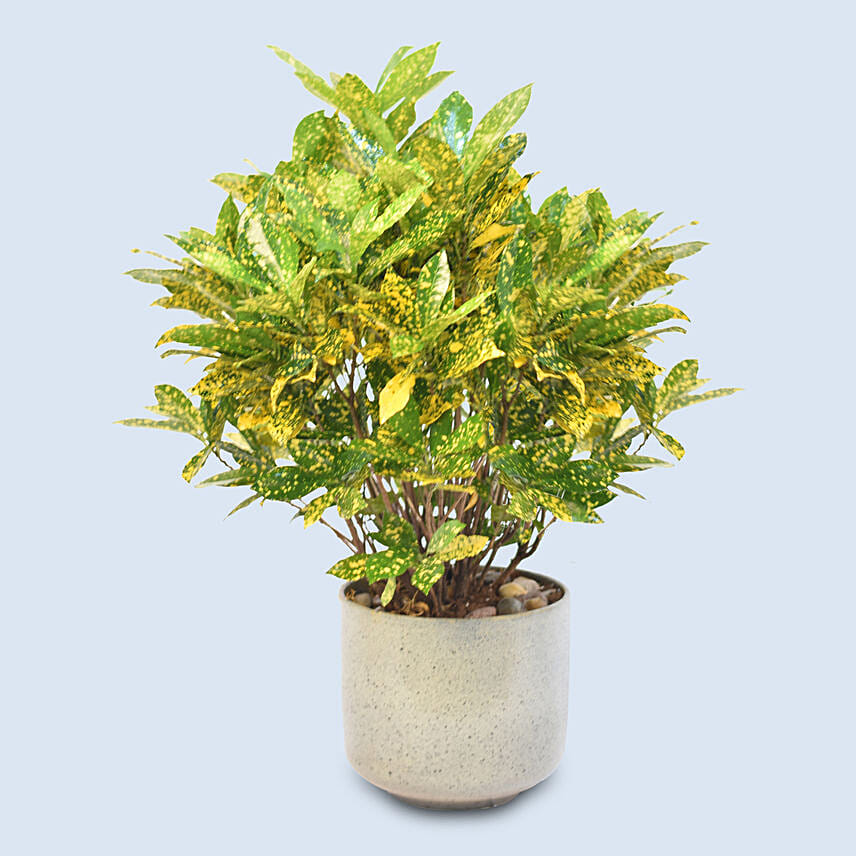 Attractive Graden Croton Plant