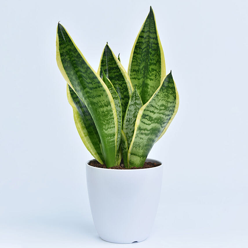 Small Sanseveria in Pot