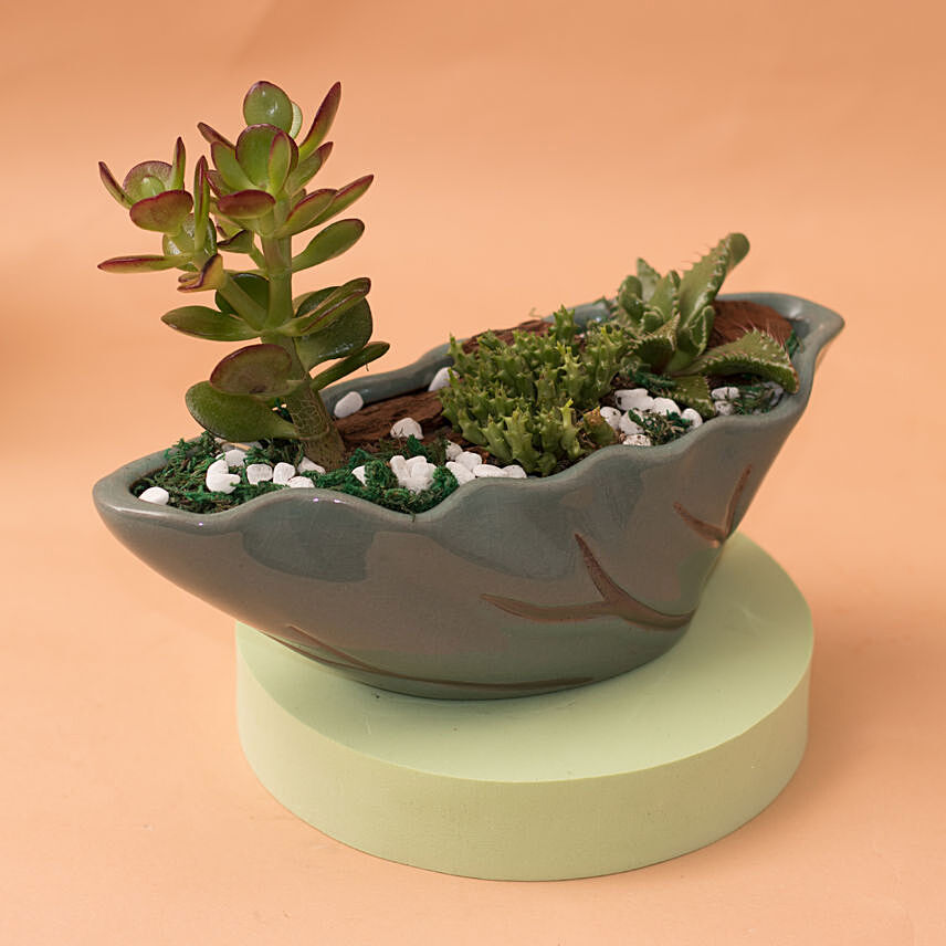 Jade With Succulent in Beautiful Ceramic Vase