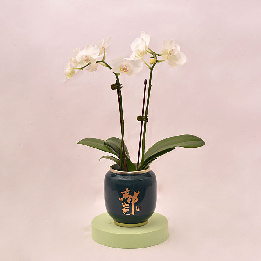 Nicely Arranged Double stem White Orchid in Green Round Pot