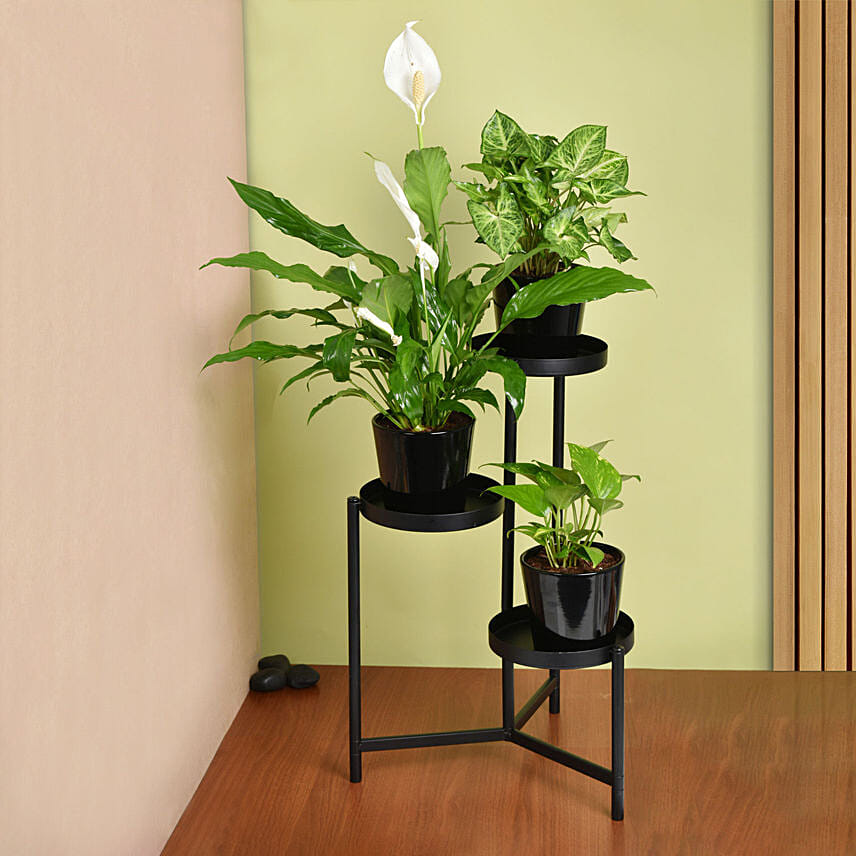 Plant Stand of Air Purifying Plants