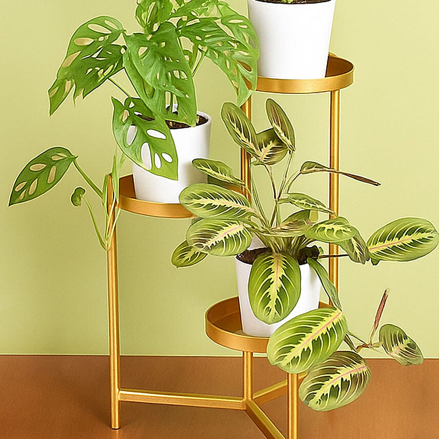 Reduce Noise And Air Pollution Plant Stand Delivery in Singapore FNP SG