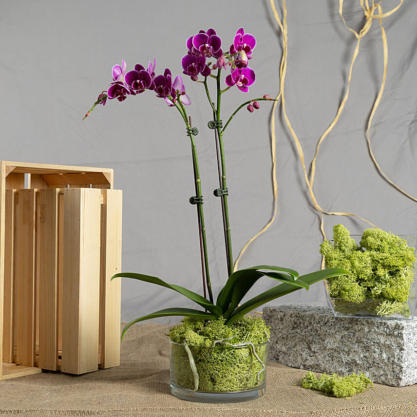 Dual Stem Purple Orchid Plant in a Glass Dish