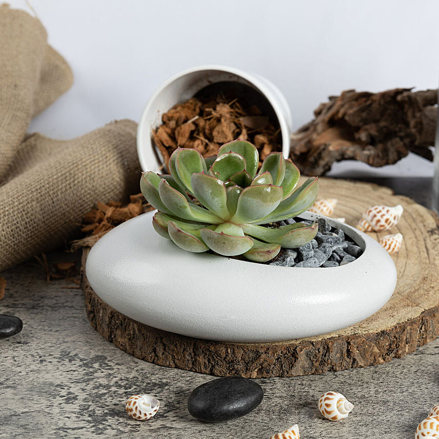 Echeveria Beauty Plant
