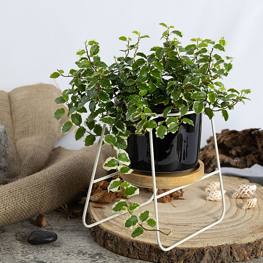 Ficus Sunny Plant Small