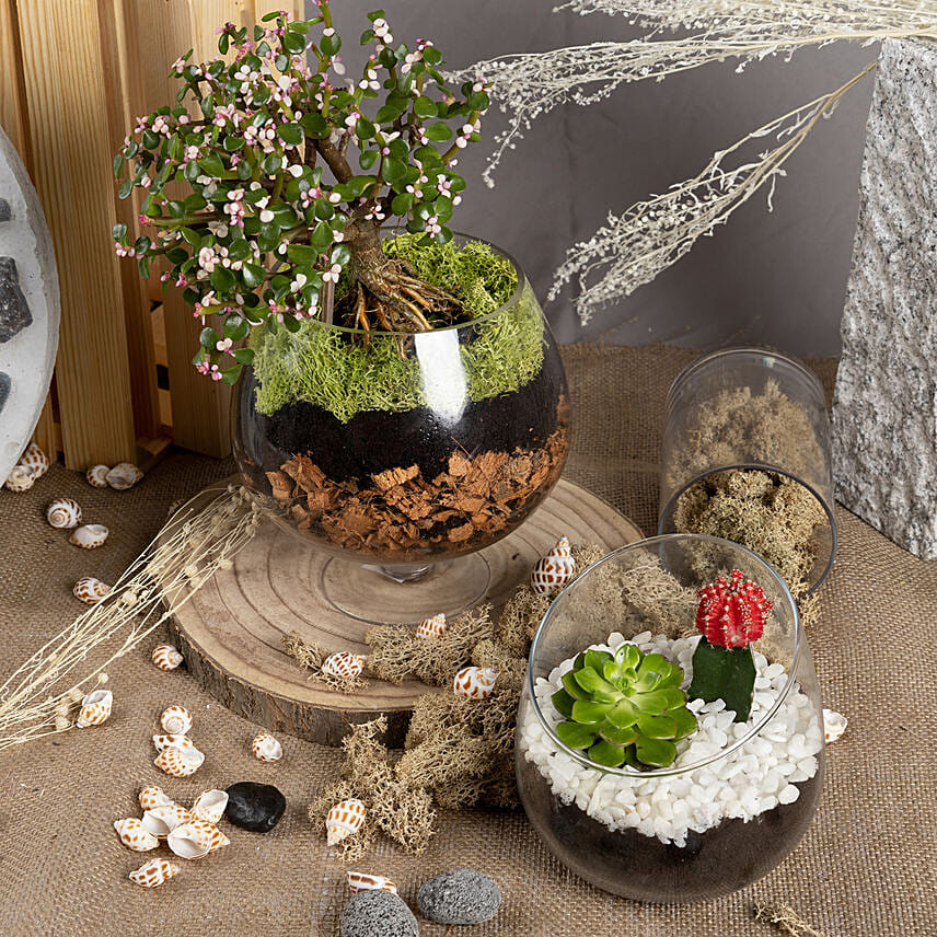 Low Maintenance Plant Combo Delivery in Singapore FNP SG