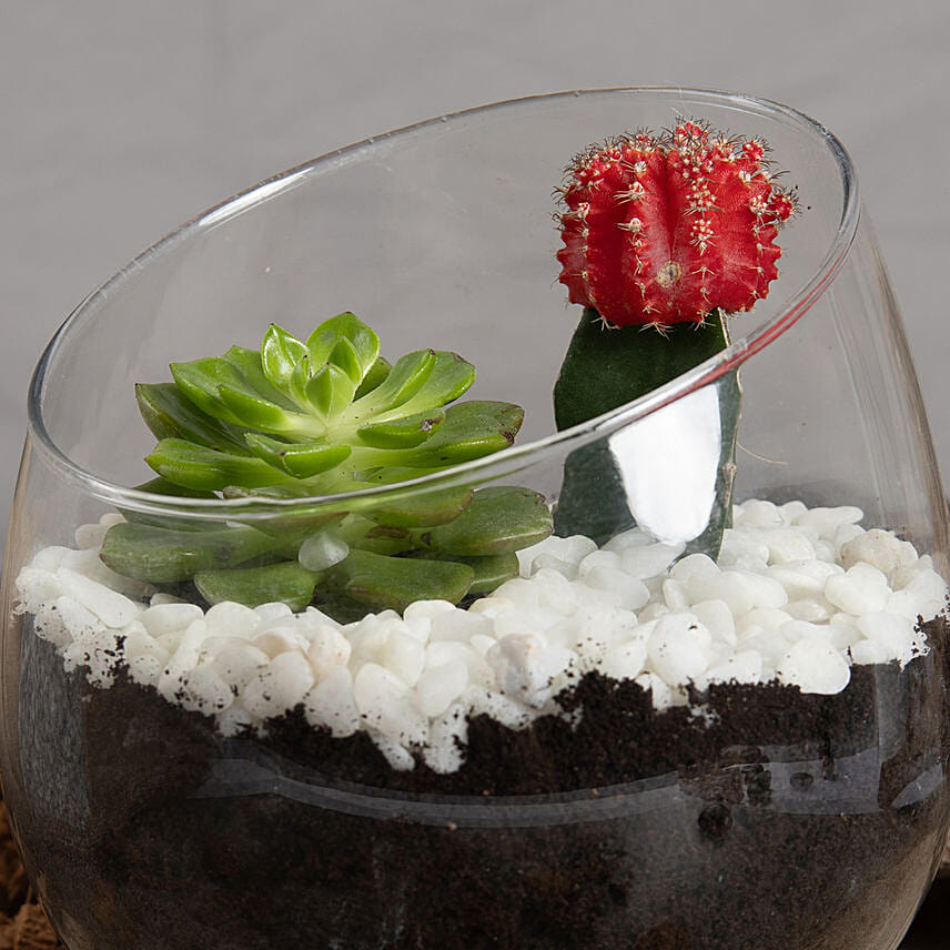 Low Maintenance Plant Duo Delivery in Singapore FNP SG