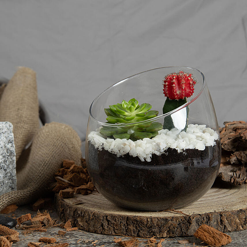 Low Maintenance Plant Duo Delivery in Singapore FNP SG