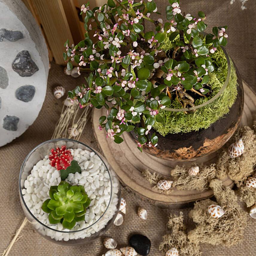 Low Maintenance Plants Combo Delivery in Singapore FNP SG