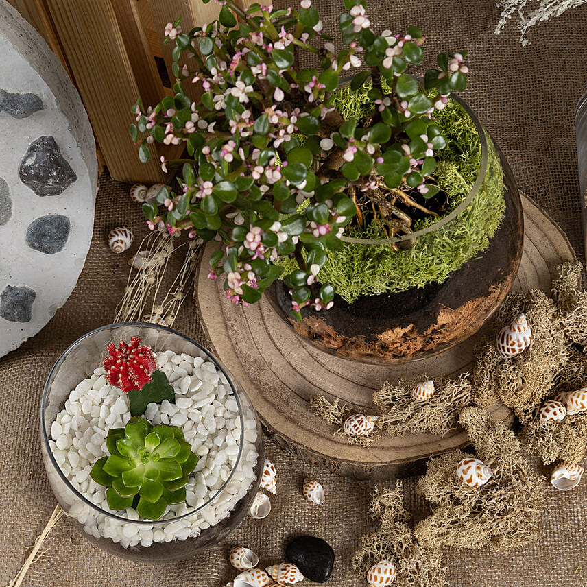 Low Maintenance Plants Combo Delivery in Singapore FNP SG