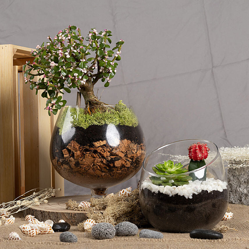 Low Maintenance Plants Combo Delivery in Singapore FNP SG