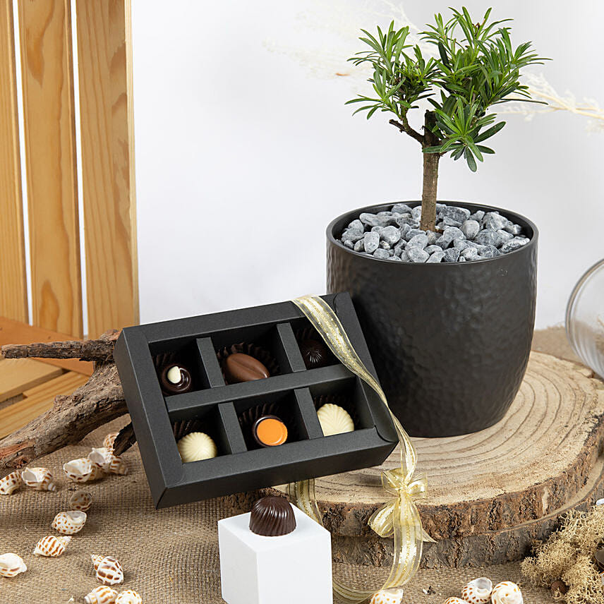 Pine Bonsai and Chocolates Combo