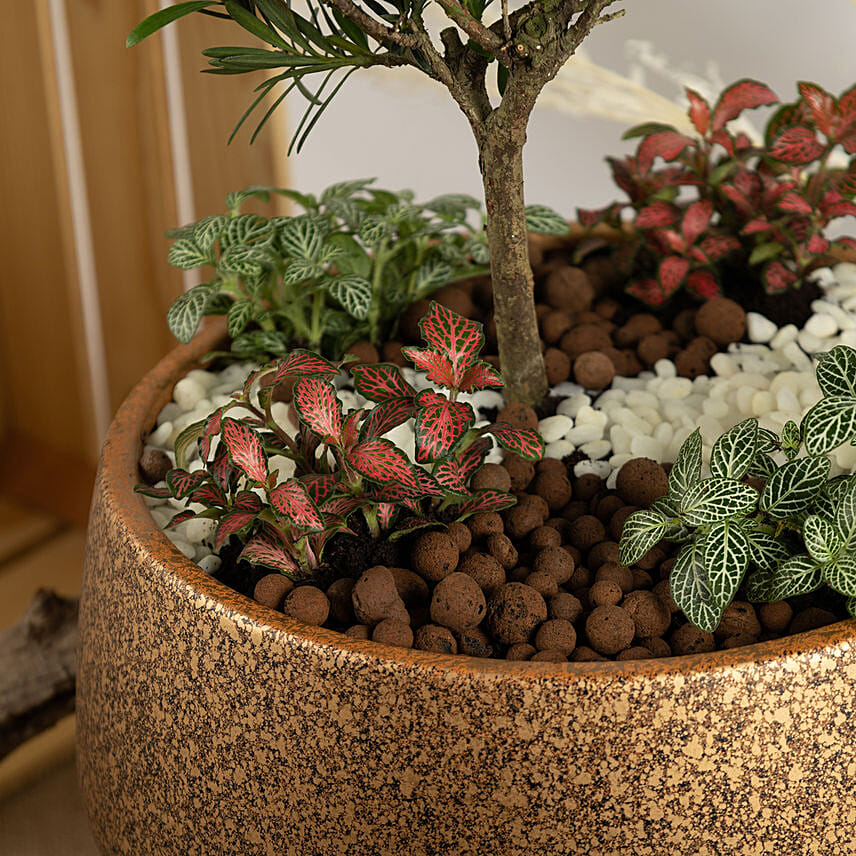 Pine Bonsai Dish Garden Delivery in Singapore FNP SG